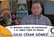 LA MINERÍA ILEGAL EN RISARALDA Y EL SIMIO YOKO EN BRASIL