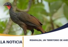 RISARALDA, UN TERRITORIO DE AVES: 900 ESPECIES Y 26 QUE SÓLO EXISTEN EN COLOMBIA