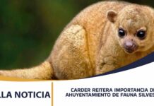 CARDER REITERA LA IMPORTANCIA DEL AHUYENTAMIENTO DE FAUNA SILVESTRE EN OBRAS DE CONSTRUCCIÓN
