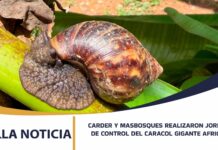 CARDER Y MASBOSQUES REALIZARON JORNADA DE CONTROL DEL CARACOL GIGANTE AFRICANO EN SANTUARIO
