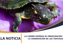 LA CARDER EXPRESA SU PREOCUPACIÓN POR LA CONSERVACIÓN DE LAS TORTUGAS EN EL DÍA MUNDIAL DE ESTA ESPECIE
