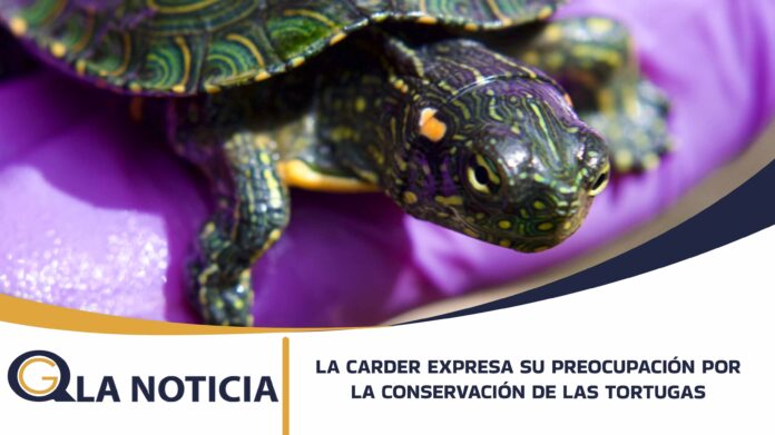 c-carder tortugas