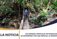 LOS BOSQUES TROPICALES DE RISARALDA: UN PATRIMONIO VIVO QUE IMPULSA LA BIODIVERSIDAD